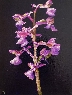 Orchis Morio
